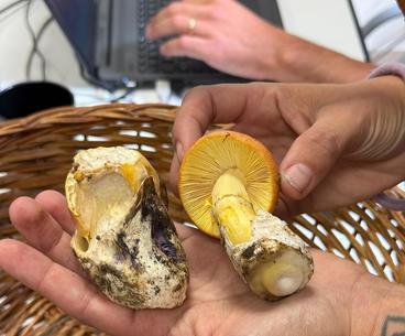 L’Asl mette in guardia 31 intossicazioni da funghi. Meglio farli controllare L’Asl mette in guardia 31 intossicazioni da funghi. Meglio farli controllare