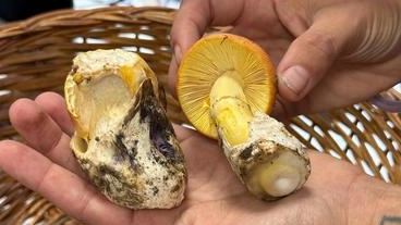 Funghi che passione. Buoni, per chi non è allergico, da portare a tavola, e versatili considerato che dall’antipasto ai primi,... Funghi che passione. Buoni, per chi non è allergico, da portare a tavola, e versatili considerato che dall’antipasto ai primi,...