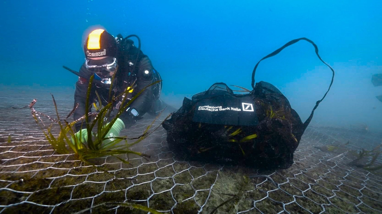I subacquei scientifici di Issd e Distav impiantano manualmente le talee nell’area marina protetta delle Cinque Terre I subacquei scientifici di Issd e Distav impiantano manualmente le talee nell’area marina protetta delle Cinque Terre