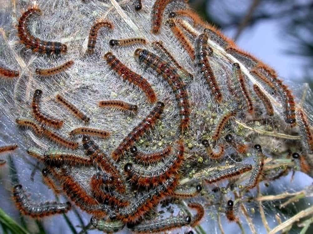 Parco della Maremma, allarme processionaria del pino: ma sono bombici gallonati e dispari Parco della Maremma, allarme processionaria del pino: ma sono bombici gallonati e dispari