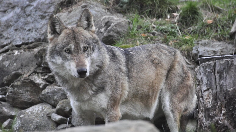 Trovato un lupo ucciso, indagini della Forestale
