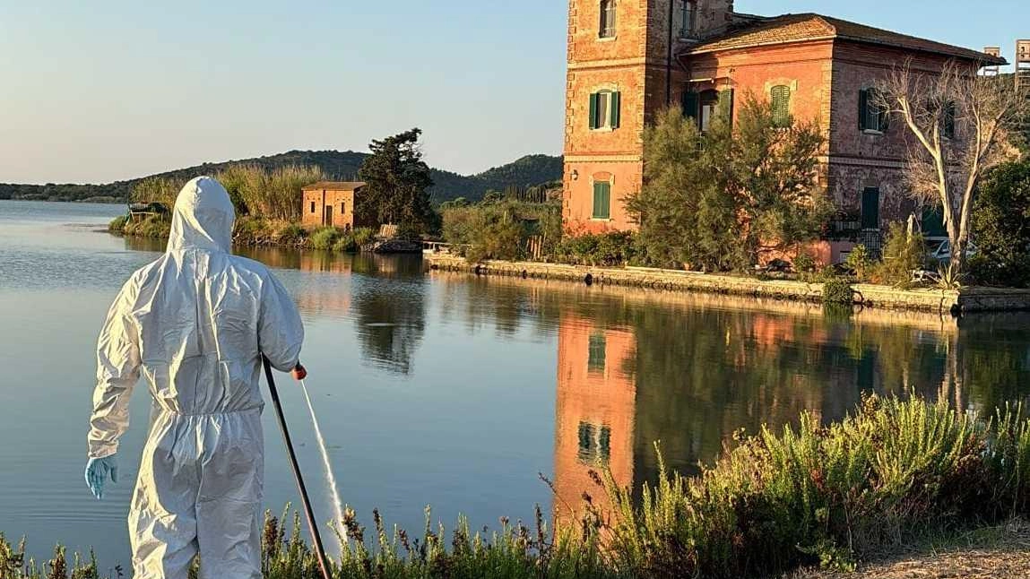 Una fase delle operazioni di disinfestazione che sono state già eseguite intorno alla laguna Ma non sono bastate a debellare la presenza dei moscerini Una fase delle operazioni di disinfestazione che sono state già eseguite intorno alla laguna Ma non sono bastate a debellare la presenza dei moscerini