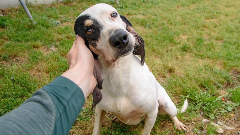Perfetta sia per bambini che per anziani, va d’accordo con i cani maschi Perfetta sia per bambini che per anziani, va d’accordo con i cani maschi