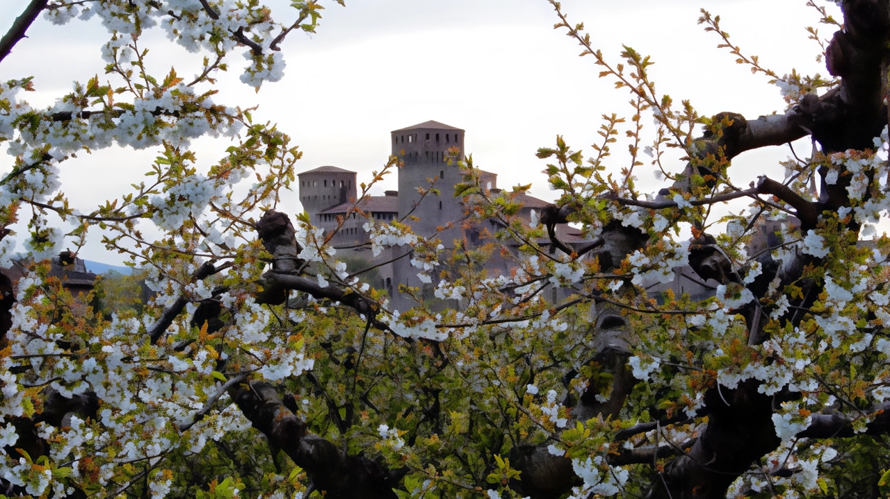 Festa dei ciliegi in fiore. Spettacolo della natura. Primavera a Vignola