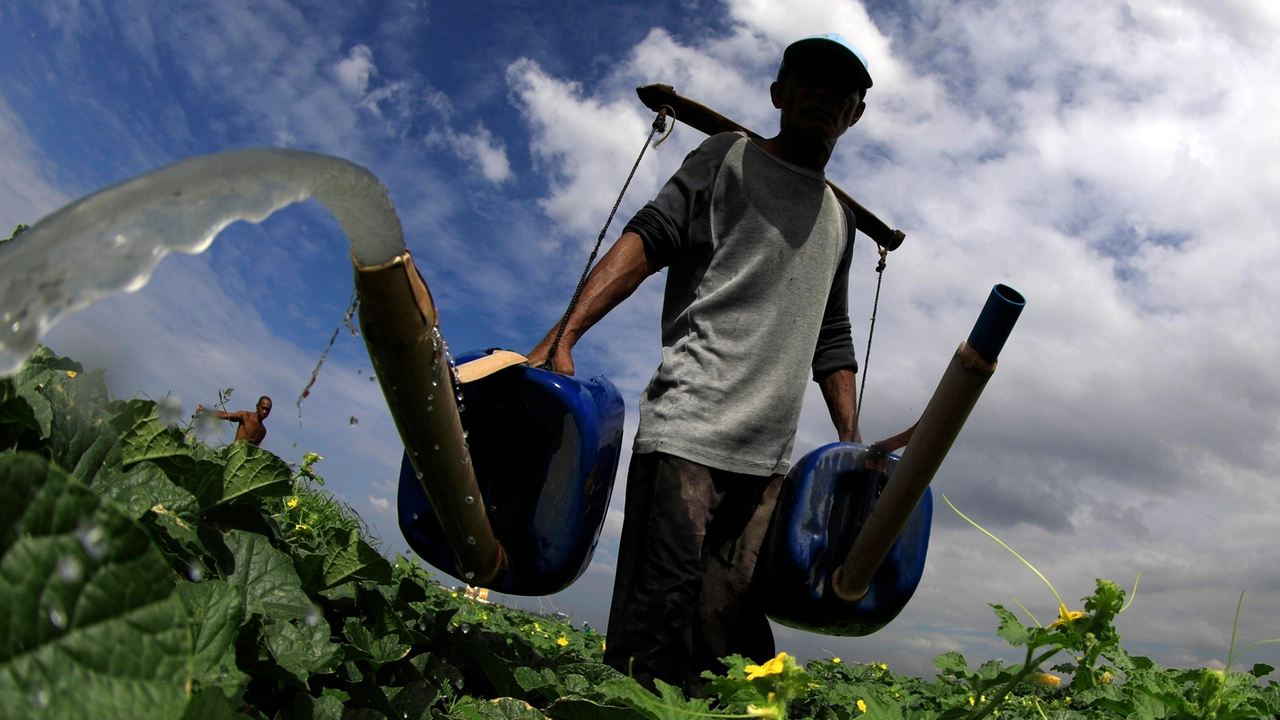 Un agricoltore innaffia alcune piante Un agricoltore innaffia alcune piante