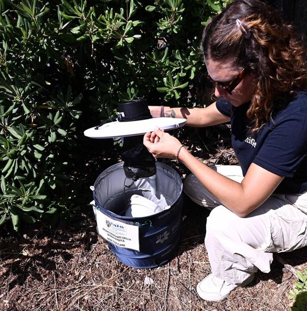 Nessun allarme in Umbria: "Niente virus West Nile nella nostra regione" Nessun allarme in Umbria: "Niente virus West Nile nella nostra regione"