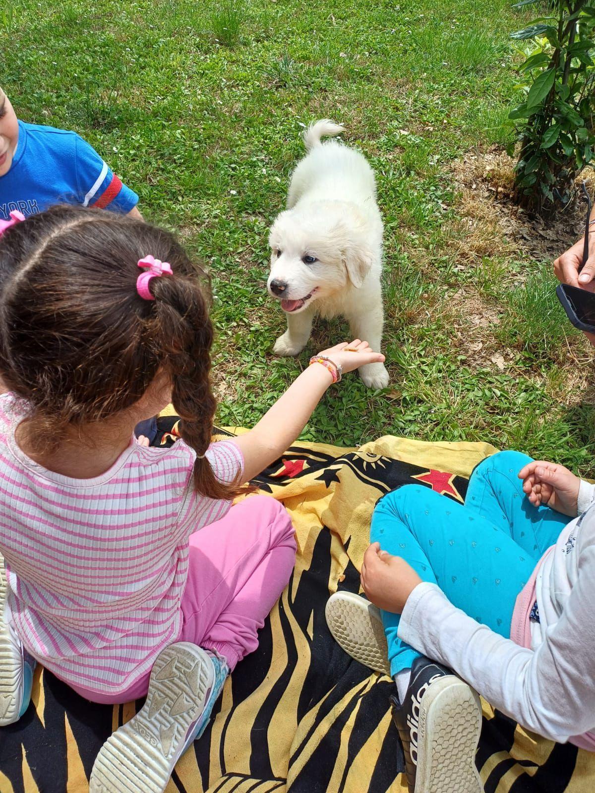 Cure fisiche grazie ai cani. Le donazioni Cure fisiche grazie ai cani. Le donazioni