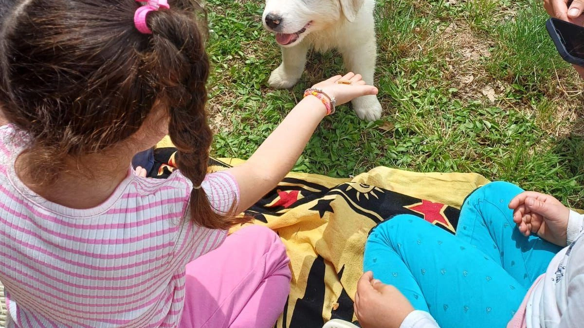 LAJATICO Potenziare le cure fisiche dei cani ma anche i percorsi di riabilitazione comportamentale e sociale degli animali, con la cura... LAJATICO Potenziare le cure fisiche dei cani ma anche i percorsi di riabilitazione comportamentale e sociale degli animali, con la cura...