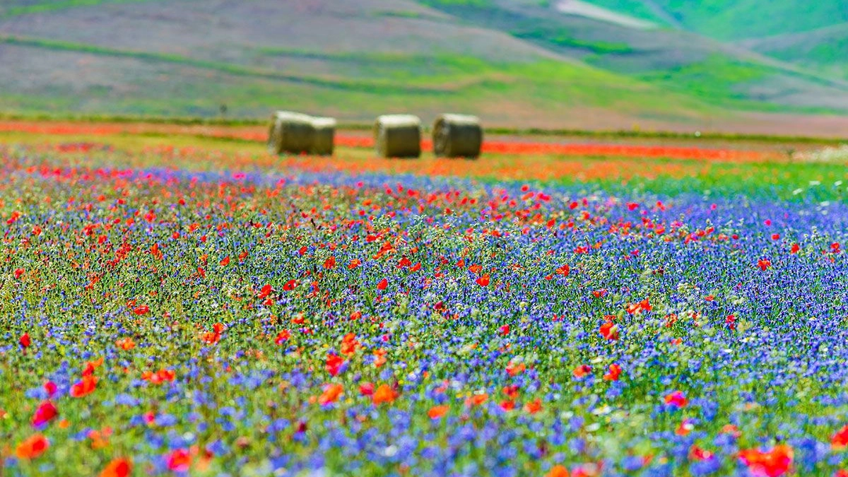 Fioritura sull’altopiano di Castelluccio di Norcia, come arrivare. Spettacolo imperdibile