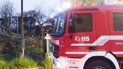 Un albero, un vecchio pino, è caduto alla Cascine (foto repertorio)