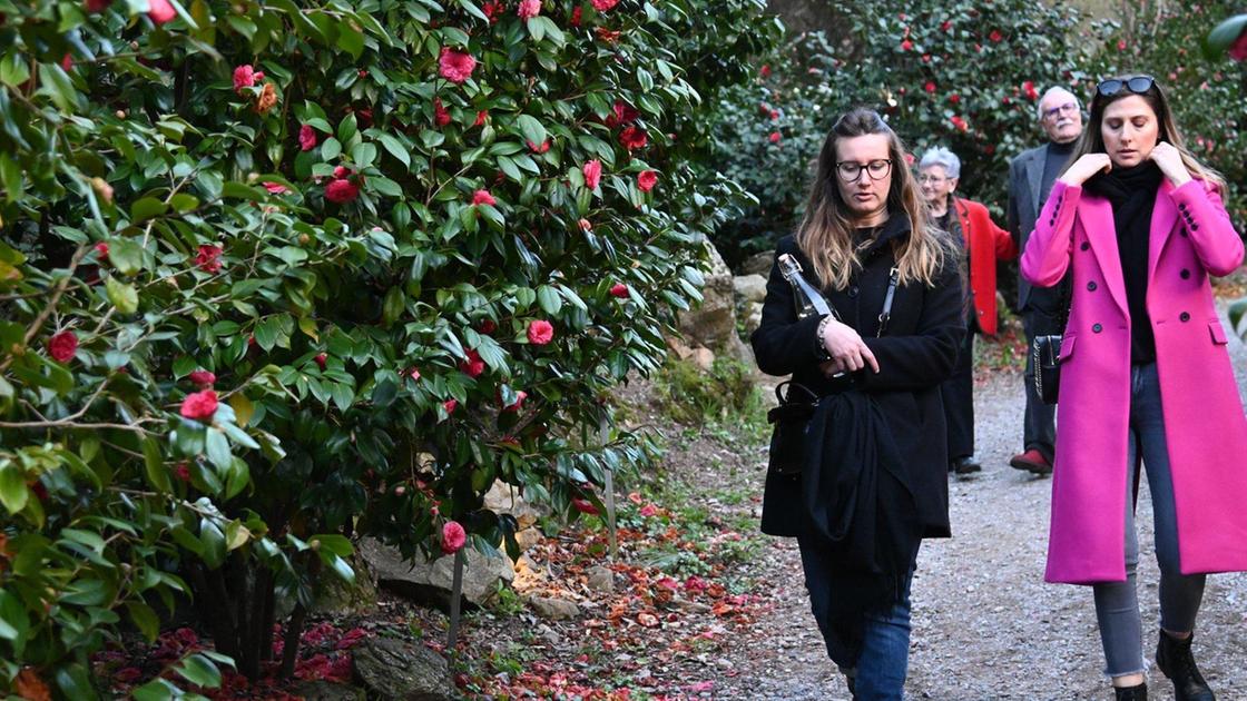 mostra delle antiche camelie della lucchesia un evento imperdibile a capannori da Lanazione.it mostra delle antiche camelie della lucchesia un evento imperdibile a capannori