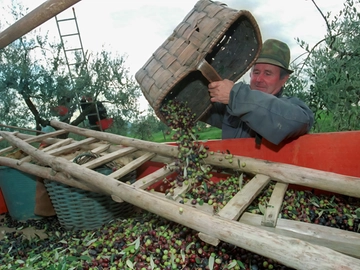 immagine articolo