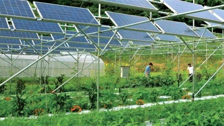 Nell’immagine di repertorio, un impianto agrivoltaico, che nelle premesse consente cioè di non eliminare l’attività agricola nella porzione di territorio interessato; i pannelli sono ovviamente molto più elevati rispetto a un normale impianto fotovoltaico Nell’immagine di repertorio, un impianto agrivoltaico, che nelle premesse consente cioè di non eliminare l’attività agricola nella porzione di territorio interessato; i pannelli sono ovviamente molto più elevati rispetto a un normale impianto fotovoltaico