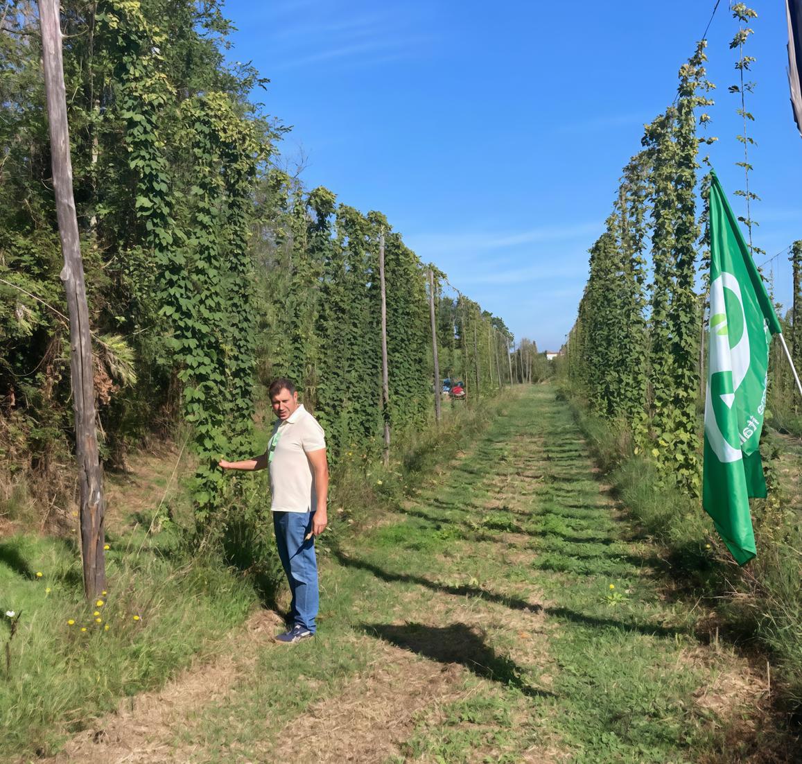 Raccolta del luppolo: "L’annata è ottima" Raccolta del luppolo: "L’annata è ottima"