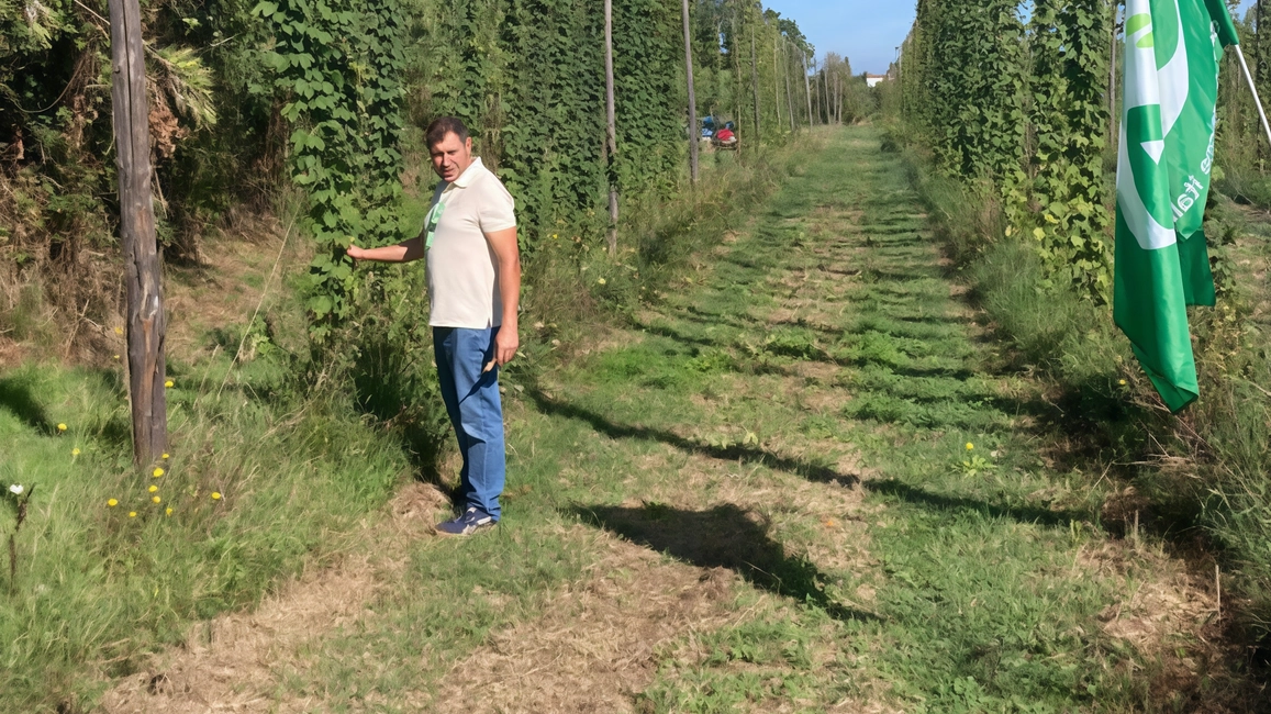Il luppolo è un ingrediente fondamentale del processo produttivo della birra: da poche ore è iniziata la raccolta 2025 Il luppolo è un ingrediente fondamentale del processo produttivo della birra: da poche ore è iniziata la raccolta 2025