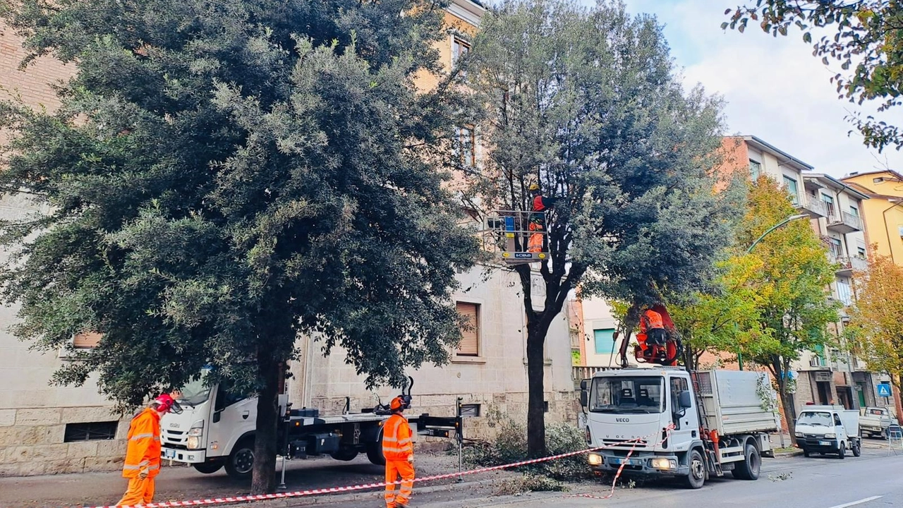 L’amministrazione comunale ha approvato il servizio triennale per la gestione e manutenzione del verde urbano. "La pianificazione delle potature –... L’amministrazione comunale ha approvato il servizio triennale per la gestione e manutenzione del verde urbano. "La pianificazione delle potature –...