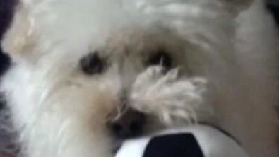 Un barboncino strappato dalle braccia della propria padrona e ucciso da un pastore del Caucaso. Presto un fatto del genere potrebbe diventare un reato perseguibile penalmente per chi non non tiene a bada il suo animale