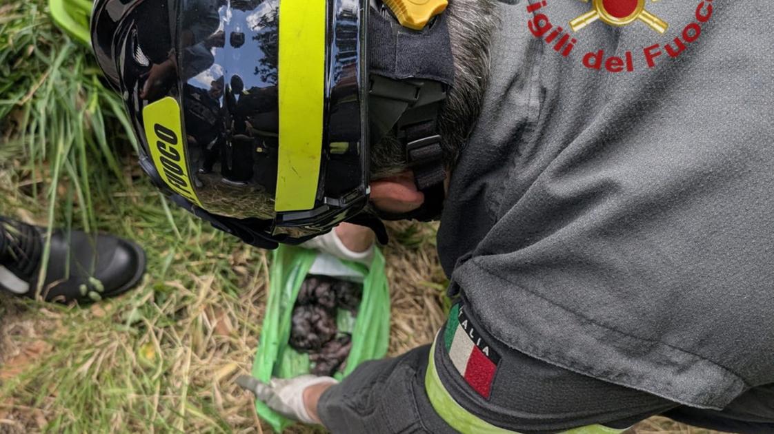 gattini appena nati gettati nel cassonetto dentro una busta di plastica li salvano i vigili del fuoco da Lanazione.it gattini appena nati gettati nel cassonetto dentro una busta di plastica li salvano i vigili del fuoco