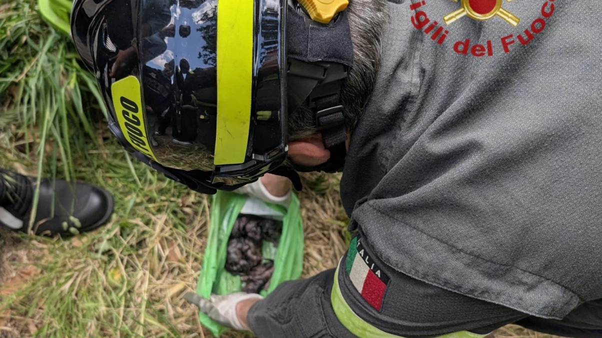 I 4 gattini sono stati salvati dai vigili del fuoco. Erano stati chiusi in un sacchetto e gettati nel cassonetto della spazzatura indifferenziata (Foto vigili del fuoco) I 4 gattini sono stati salvati dai vigili del fuoco. Erano stati chiusi in un sacchetto e gettati nel cassonetto della spazzatura indifferenziata (Foto vigili del fuoco)