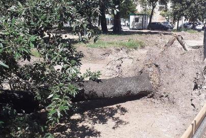 https://www.lanazione.it/image-service/view/acePublic/alias/contentid/YTA2MGMyNTUtMjM3MC00/0/alberi-in-piazza-piave-laccusa-di-legambiente-nessuna-sensibilita.jpeg?f=1.91:1&w=1200