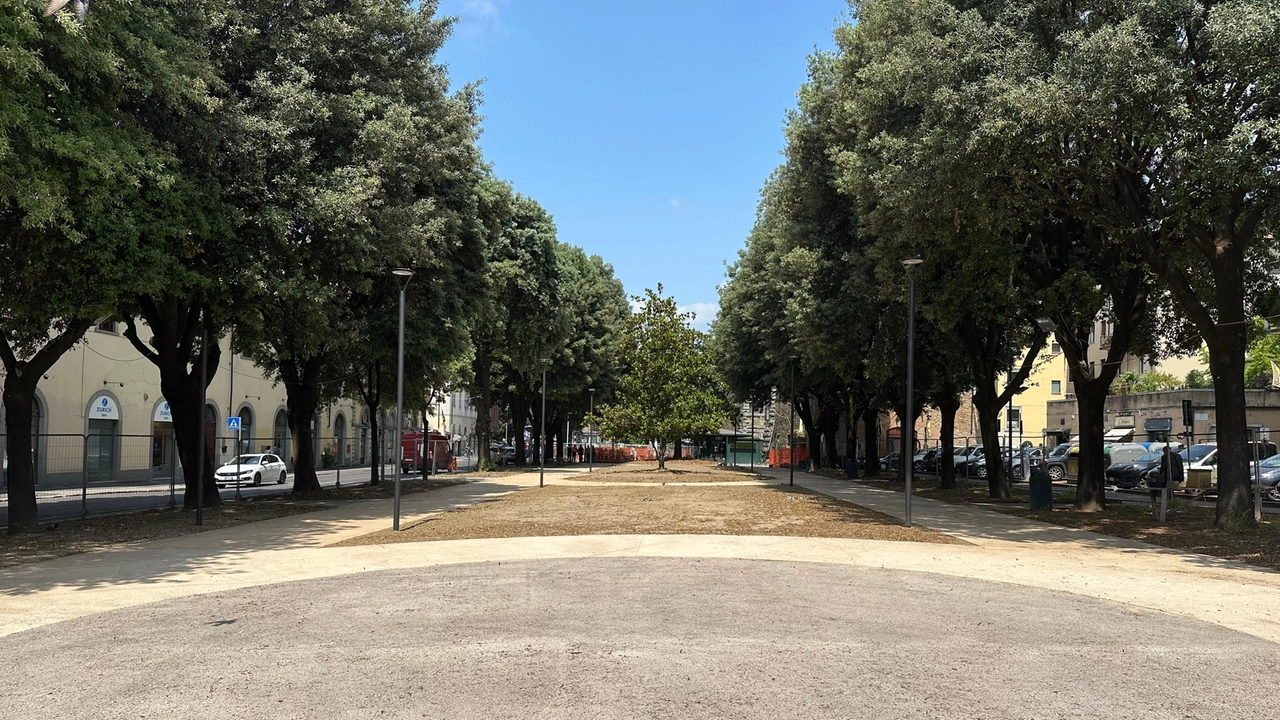 porcinai