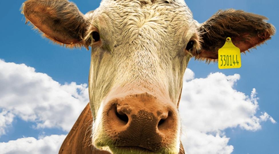 firenze il documentario non sarò mai vegano per riflettere sugli animali da Lanazione.it firenze il documentario non sarò mai vegano per riflettere sugli animali