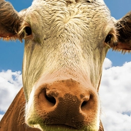 Firenze, il documentario 'Non sarò mai vegano' per riflettere sugli animali