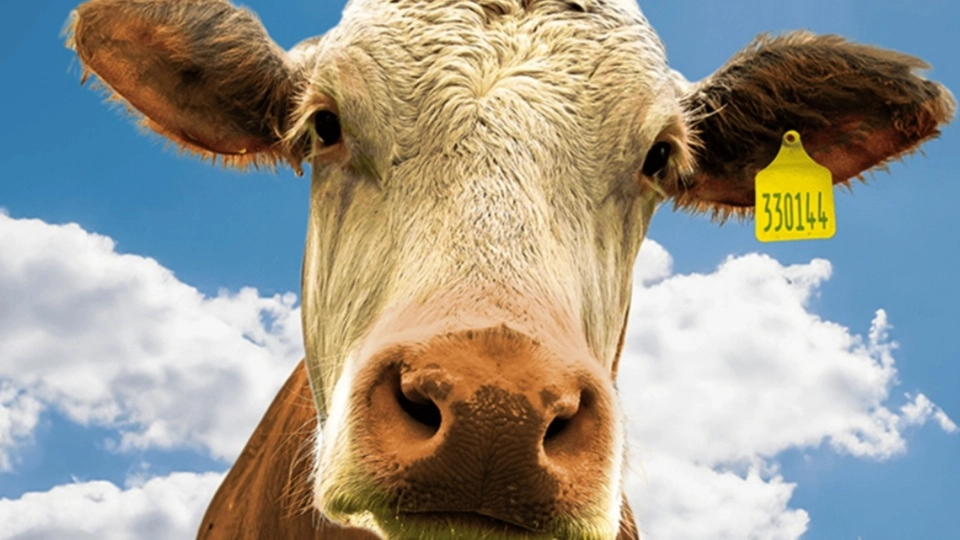 Firenze, il documentario 'Non sarò mai vegano' per riflettere sugli animali
