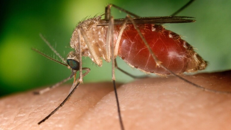 Il virus viene trasmesso dalle zanzare (Foto di repertorio) Il virus viene trasmesso dalle zanzare (Foto di repertorio)
