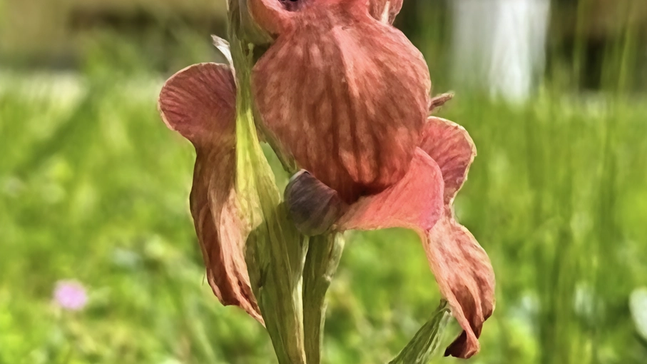 A Camaiore, in Toscana, scoperta fioritura di orchidea rara nel giardino scolastico. Specie protetta vicina all'estinzione, monito contro consumo suolo.