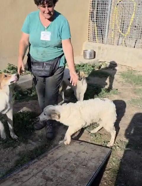 Pappe, medicine e coccole. Il canile, rifugio d’amore: “Cerchiamo volontari” Pappe, medicine e coccole. Il canile, rifugio d’amore: “Cerchiamo volontari”