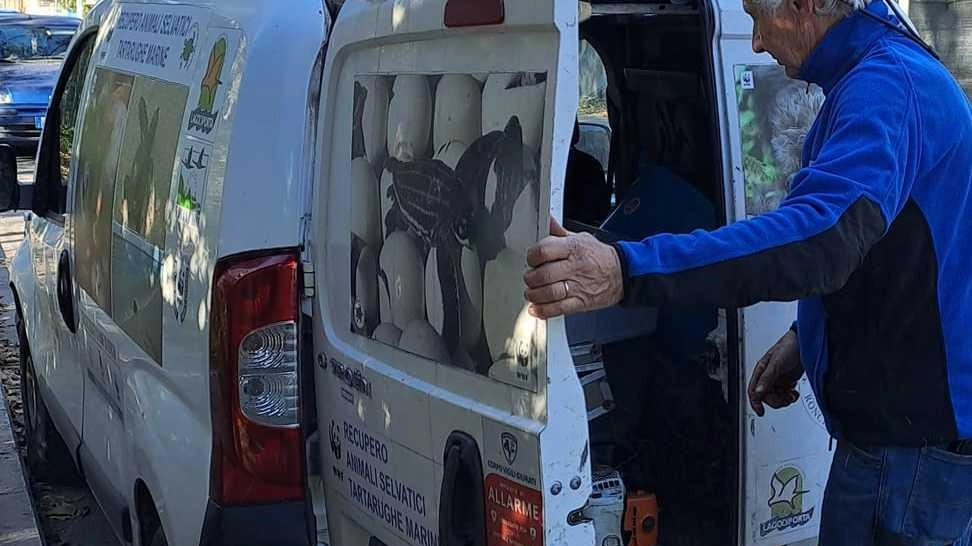 Sei esemplari trovati morti in meno di un mese, 5 solo nell’ultima settimana Sei esemplari trovati morti in meno di un mese, 5 solo nell’ultima settimana