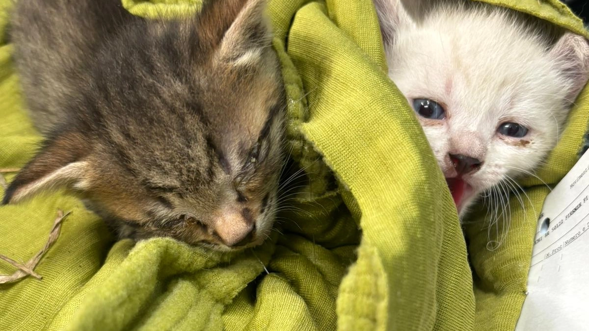 I gattini salvati I gattini salvati
