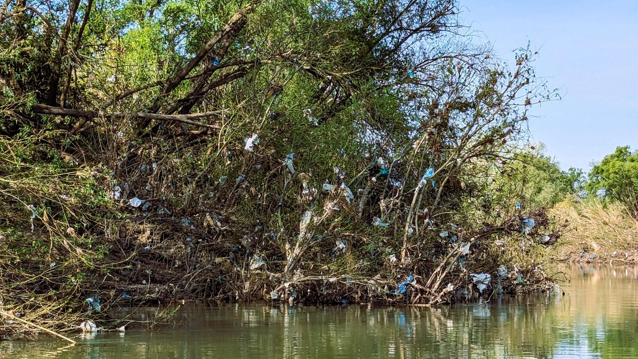 Gli alberi «addobbati» con pezzi di plastica e rifiuti, lungo l’Arno pisano