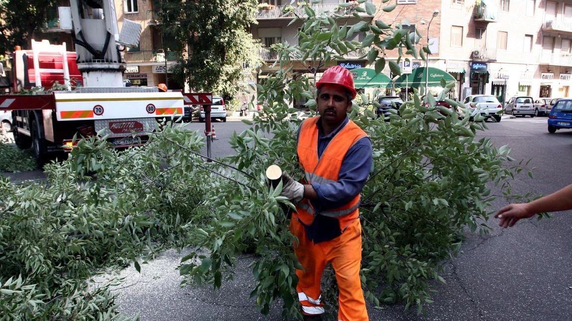 Il Comune ha fatto sapere che c’è la necessità di abbattere 14 alberi fortemente compromessi (foto d’archivio) Il Comune ha fatto sapere che c’è la necessità di abbattere 14 alberi fortemente compromessi (foto d’archivio)
