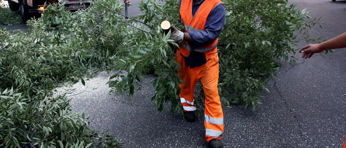 Ci sono alberi malati e pericolosi: "Sono 14 quelli da abbattere subito"