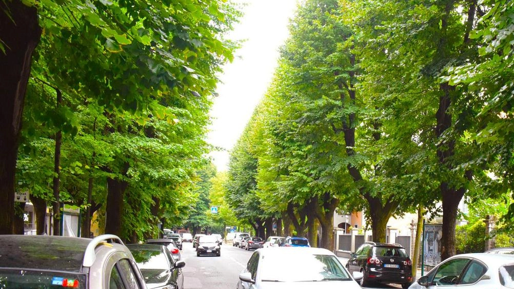 I viali saranno interessati dal nuovo progetto di piantumazione del piano del verde. pubblico approvato dal Comune I viali saranno interessati dal nuovo progetto di piantumazione del piano del verde. pubblico approvato dal Comune