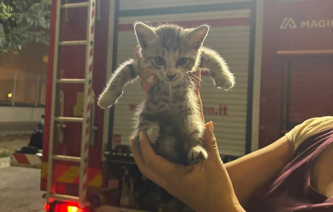 Gattina entra nell Gattina entra nell