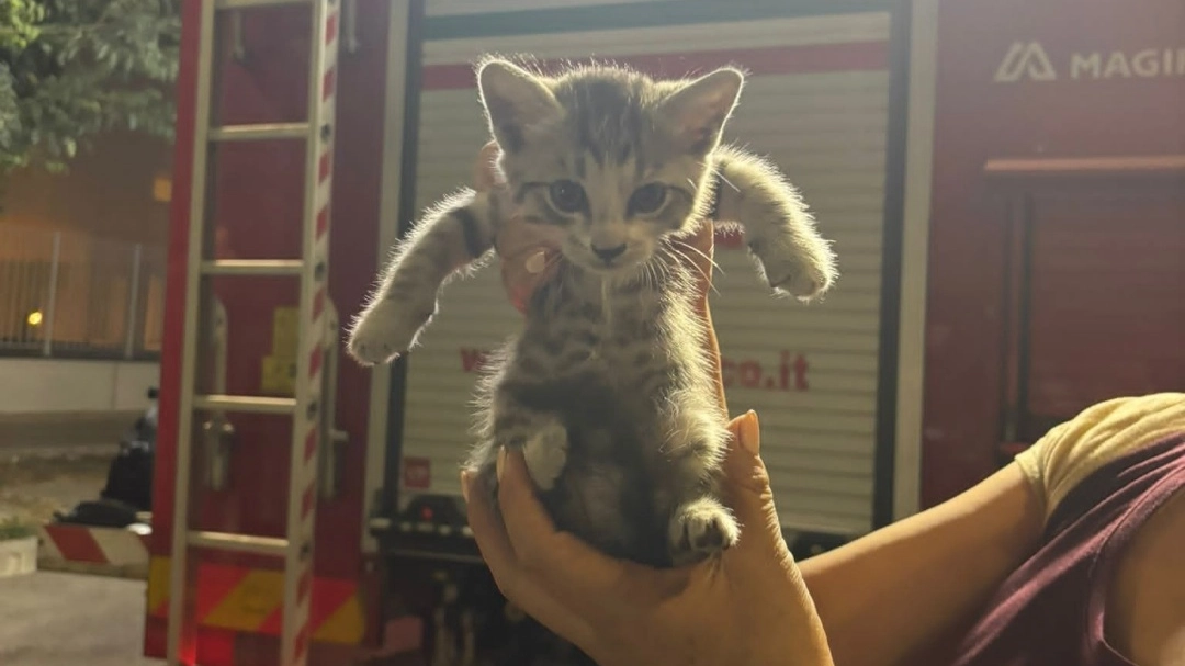 La gattina salvata La gattina salvata