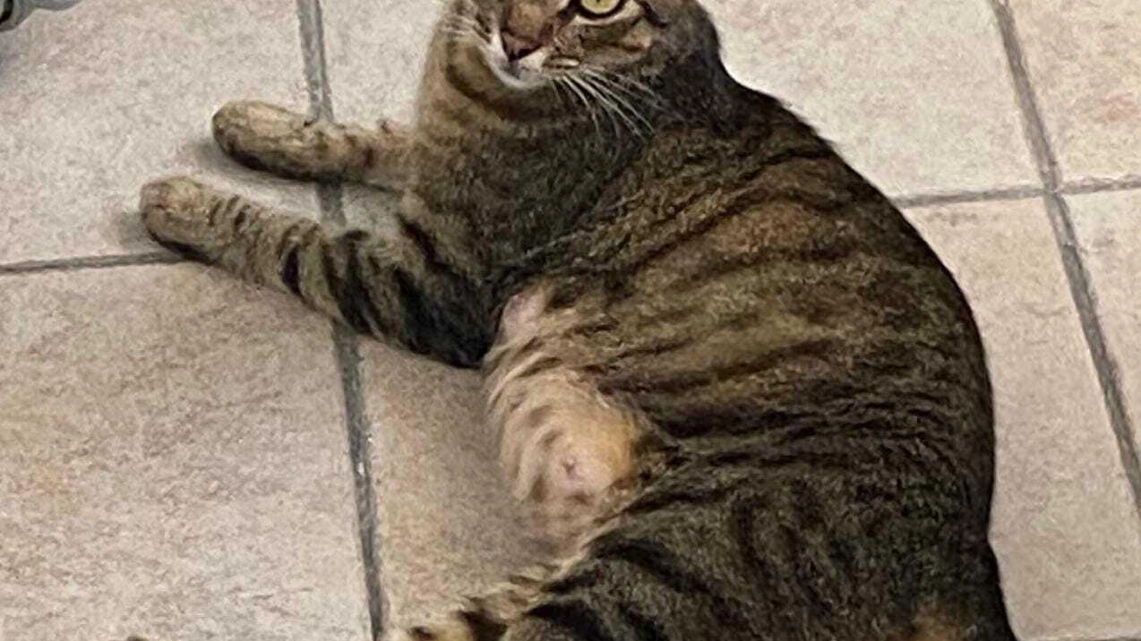 La gattina si trova oggi ancora ospite di una volontaria dell’associazione «Anime Randagie» ma è pronta per una nuova famiglia La gattina si trova oggi ancora ospite di una volontaria dell’associazione «Anime Randagie» ma è pronta per una nuova famiglia
