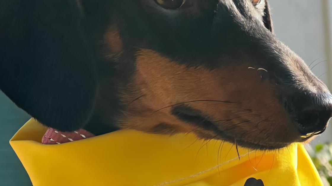 Cagnolina massacrata, il lento recupero Cagnolina massacrata, il lento recupero
