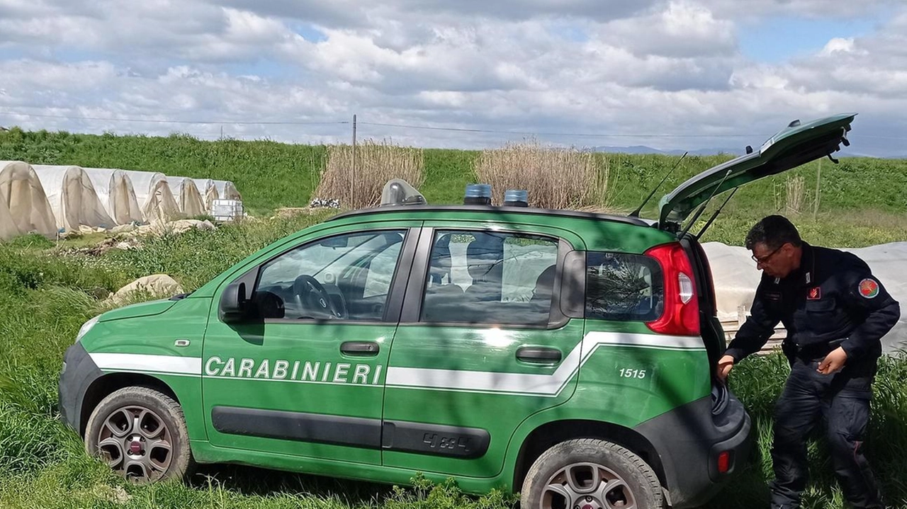 Una delle operazioni dei carabinieri del Nipaaf di Prato negli orti cinesi, dove nell’arco di due anni sono stati sequestrati semi e fitofarmaci irregolari Una delle operazioni dei carabinieri del Nipaaf di Prato negli orti cinesi, dove nell’arco di due anni sono stati sequestrati semi e fitofarmaci irregolari