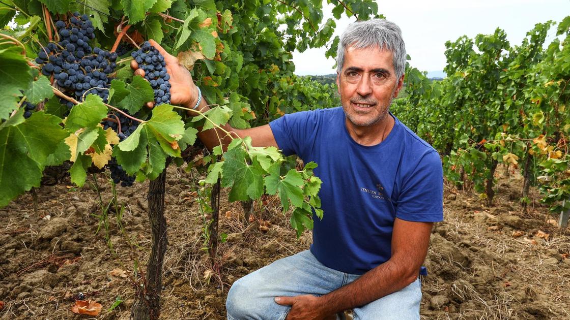 L’estate vecchio stile aiuta le viti: "Vino abbondante e di qualità". Preoccupano vendite in calo e dazi L’estate vecchio stile aiuta le viti: "Vino abbondante e di qualità". Preoccupano vendite in calo e dazi