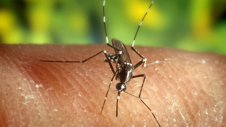 Timore per le punture di zanzara (foto Ansa)