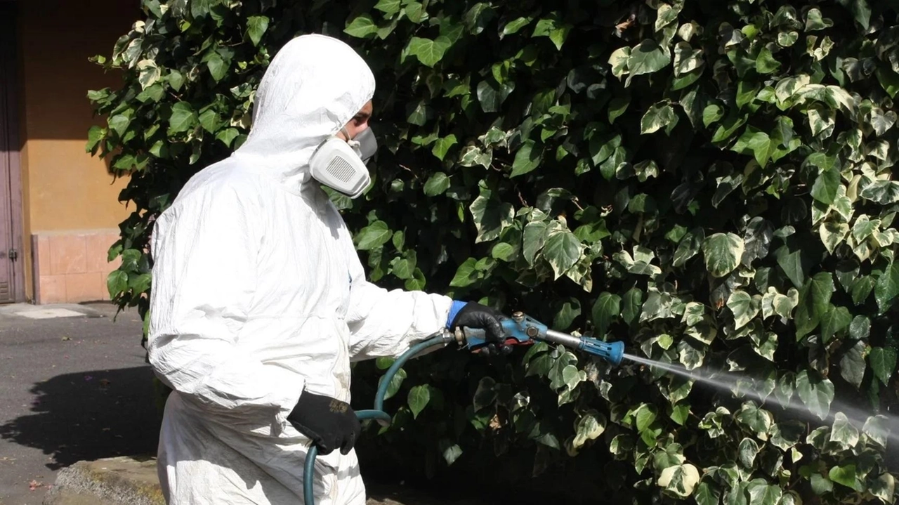 AREZZO Il rischio sanitario legato alle zanzare non è più confinato alle aree tropicali: anche l’Italia vede ogni estate la circolazione... AREZZO Il rischio sanitario legato alle zanzare non è più confinato alle aree tropicali: anche l’Italia vede ogni estate la circolazione...