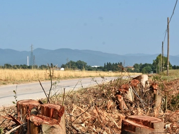 immagine articolo
