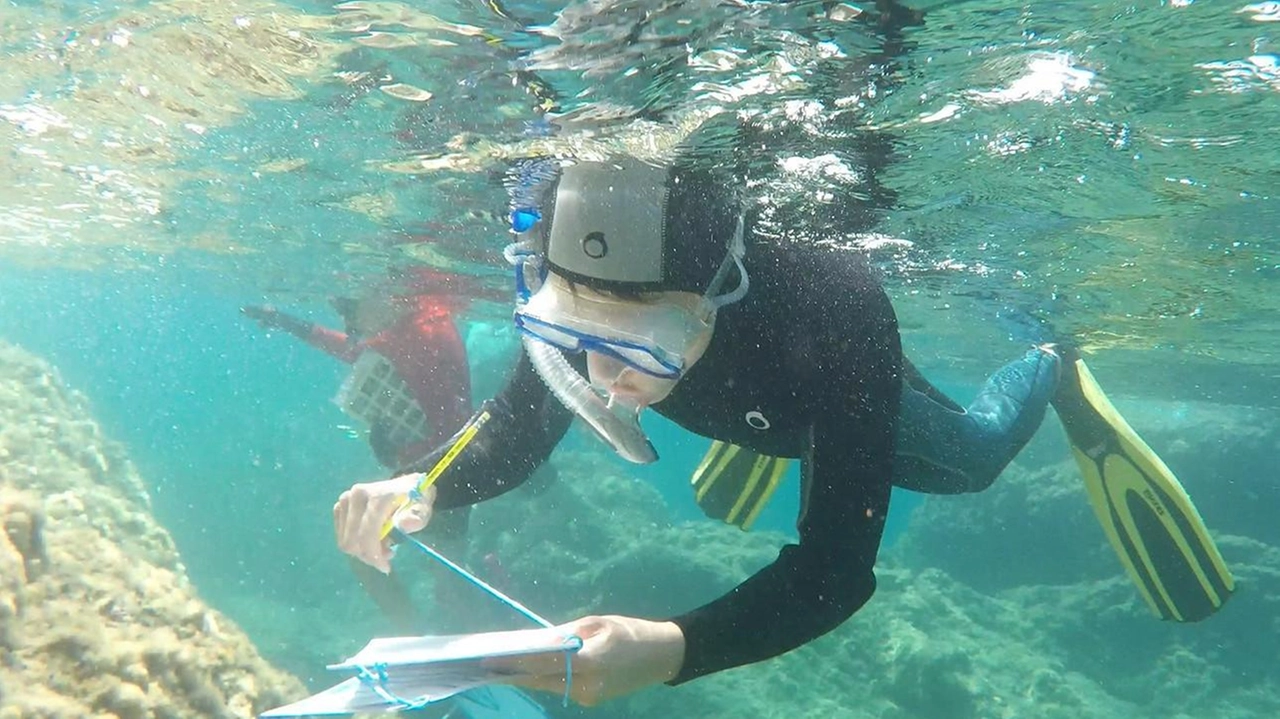 Decine i partecipanti del ‘BioWatching nel Blu’, iniziativa scientifica applicata al monitoraggio costiero delle specie marine indigene e aliene Decine i partecipanti del ‘BioWatching nel Blu’, iniziativa scientifica applicata al monitoraggio costiero delle specie marine indigene e aliene