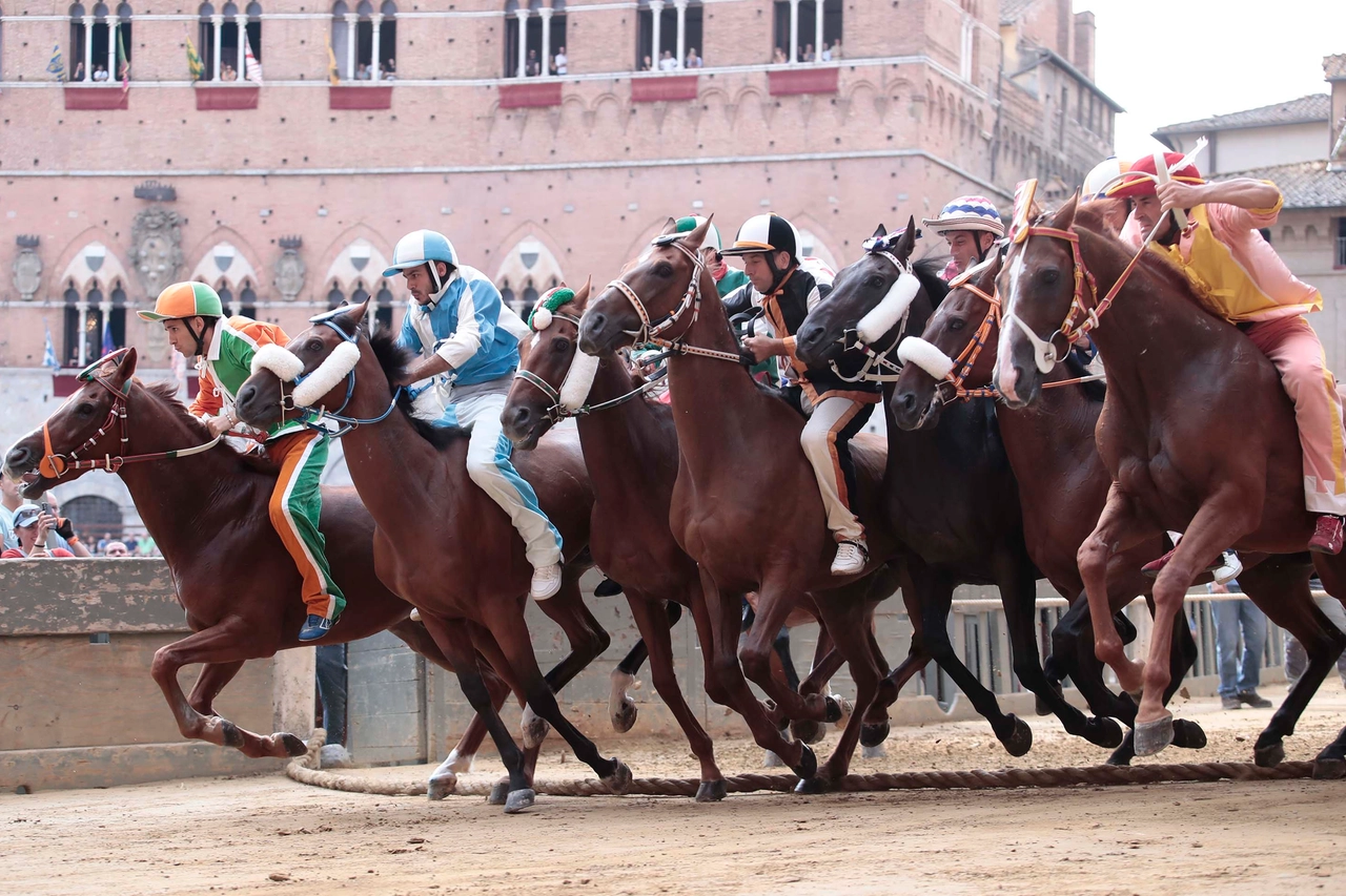 È stata la contrada del Leocorno con il fantino Elias Mannucci detto Turbine sul cavallo Zentiles a vincere la provaccia del Palio (Foto Lazzeroni)