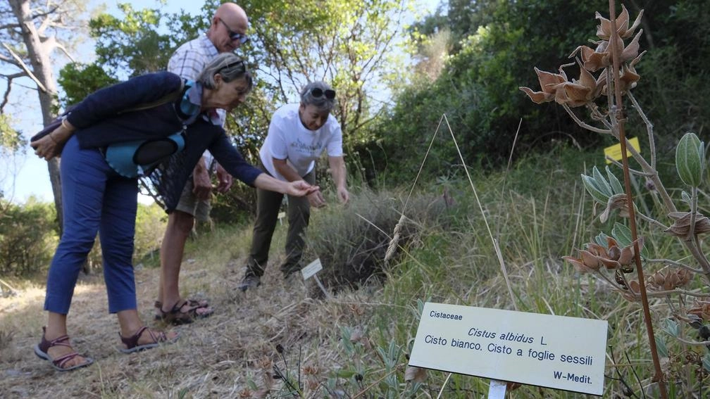 E’ arrivata al traguardo la collaborazione tra Comune di Ameglia e Parco di Montemarcello. Il punto di osservazione della natura a Monte Murlo venne inaugurato per la prima volta nel 1999. E’ arrivata al traguardo la collaborazione tra Comune di Ameglia e Parco di Montemarcello. Il punto di osservazione della natura a Monte Murlo venne inaugurato per la prima volta nel 1999.