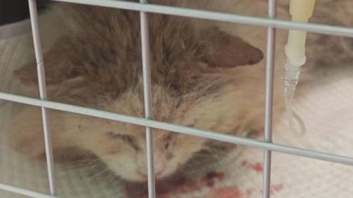 GROSSETO Corsa alla solidarietà per Spelacchio, il gatto randagio di Pancole, che gli hanno sparato alcuni pallini di piombo. E che...